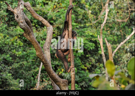 SIERRA LEONE Freetown, Area ovest Penisola, Progetto WAPFor, Tacugama riserva protetta per uno scimpanzé Foto Stock