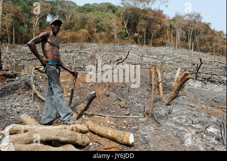 SIERRA LEONE, Kent, il disboscamento illegale della foresta pluviale in area ovest Penisola Foresta , il legname è utilizzato per carbone e firewoods / SIERRA LEONE Area ovest Penisola Foresta , illegale Abholzung von Regenwald fuer Feuerholz Holzkohle Bauholz Plantagen sowie Bauland und Bodenspekulation Foto Stock