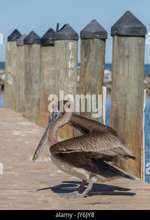 Brown pelican seduta sul molo che si allunga le ali al sole Foto Stock