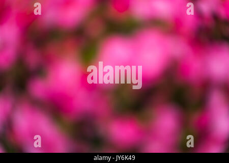 Awesome abstract blur sullo sfondo di fiori di colore rosa per webdesign, colorato, offuscata, lo sfondo. Foto Stock