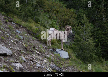 Bighorn permanente sulla roccia di erboso pendio di montagna presso il Glacier National Park Foto Stock