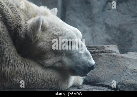 Orso polare in appoggio su di una roccia Foto Stock