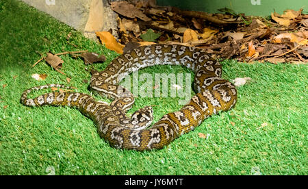 Jungle Carpet Python (Morelia spilota cheynei), Parco Nazionale Daintree, estremo Nord Queensland, FNQ, QLD, Queensland, Australia Foto Stock