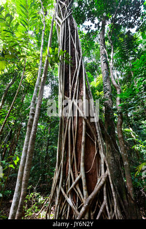 Fico che cresce lungo la passerella Dubuji, Cape Tribulation, Parco Nazionale Daintree, estremo Nord Queensland, FNQ, QLD, Australia Foto Stock