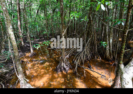 La foresta di mangrovie visto dalla Dubuji Boardwalk, Cape Tribulation, Parco Nazionale Daintree, estremo Nord Queensland, FNQ, QLD, Australia Foto Stock