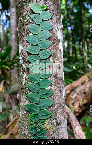 Pianta rampicante visto dalla Dubuji Boardwalk, Cape Tribulation, Parco Nazionale Daintree, estremo Nord Queensland, FNQ, QLD, Australia Foto Stock