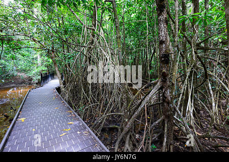 Dubuji Boardwalk, Cape Tribulation, Parco Nazionale Daintree, estremo Nord Queensland, FNQ, QLD, Australia Foto Stock