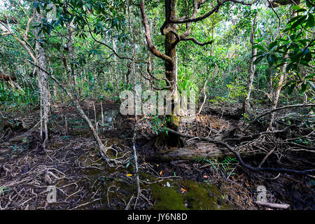 La foresta di mangrovie visto dalla Marrdja Boardwalk, Cape Tribulation, Parco Nazionale Daintree, estremo Nord Queensland, FNQ, QLD, Australia Foto Stock