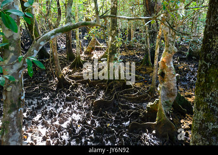 Forest Floor della foresta di mangrovie visto dalla Marrdja Boardwalk, Cape Tribulation, Parco Nazionale Daintree, estremo Nord Queensland, FNQ, QLD, Austral Foto Stock