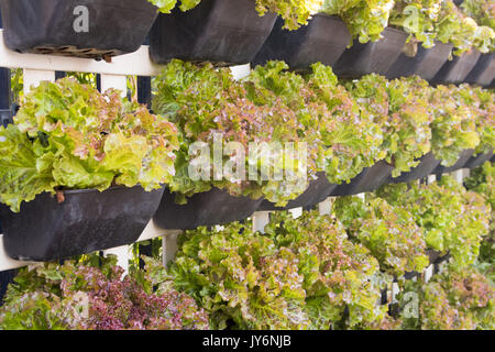 Fresca di lattuga organico in fattoria idroponica Foto Stock