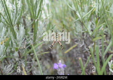 Il giallo e il nero wasp spider argiope bruennichi Foto Stock