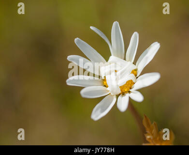 Crescente Daisy bianca fiore vicino fino in fiore con apertura e chiusura in petali di primavera Foto Stock