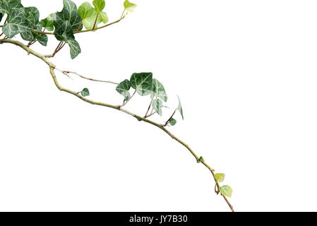 Hedera helix, inglese ivy isolato. Foto Stock