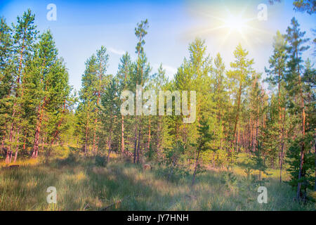 Riempito con il sole del sud della foresta di pini. estate verde quartiere di bosco Foto Stock