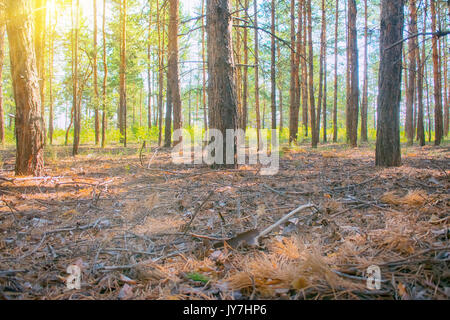 Riempito con il sole del sud della foresta di pini. estate verde quartiere di bosco Foto Stock