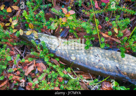 Pike dal fiume in Scandinavia artico Foto Stock