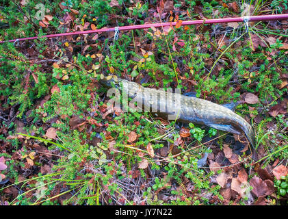 Pike dal fiume in Scandinavia artico Foto Stock