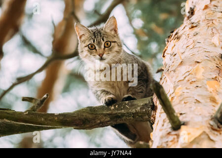 Divertente gatto seduto su un albero di pino succursale in estate foresta o Park Foto Stock
