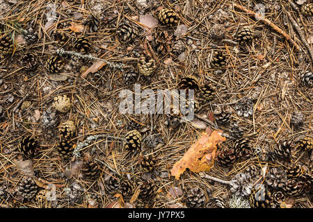 Pigne sul suolo coperto da aghi, sullo sfondo della natura Foto Stock