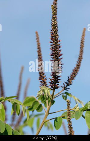 I fiori di Amorfa fruticosa, il falso indaco deserto Foto Stock