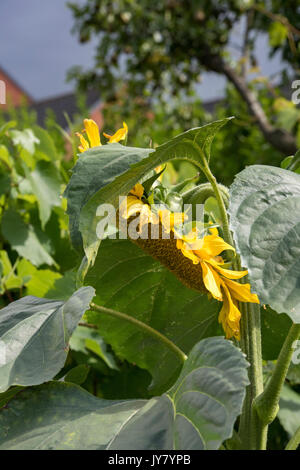 Helianthus annuus. Semi di girasole in un cottage inglese il giardino. Regno Unito Foto Stock