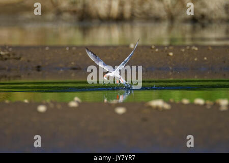 Il comune tern dal fiume Drava Foto Stock