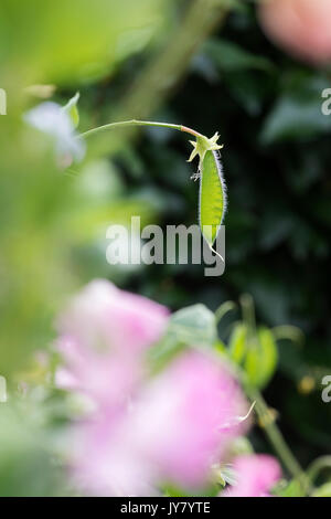 Lathyrus odoratus. Sweet Pea pod di semi in un orto in agosto. Regno Unito Foto Stock