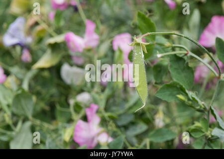 Lathyrus odoratus. Sweet Pea pod di semi in un orto in agosto. Regno Unito Foto Stock