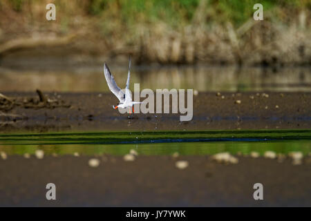 Il comune tern dal fiume Drava Foto Stock