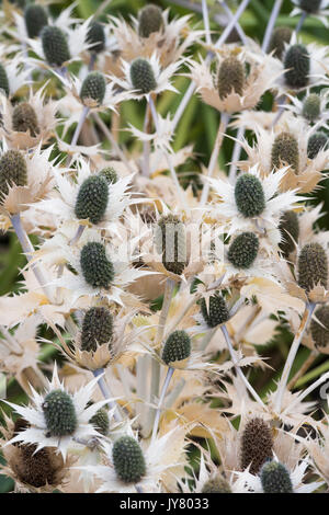 Eryngium giganteum 'Silver fantasma'. Trascorso Mare Holly fiori di andare a seme in un giardino inglese confine. Regno Unito Foto Stock