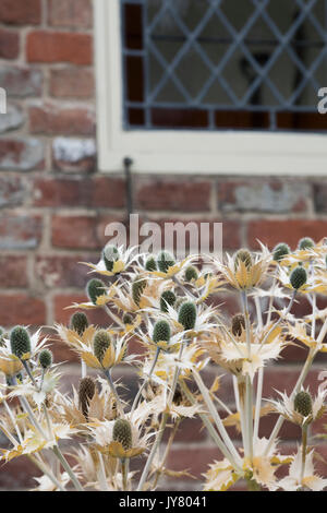 Eryngium giganteum 'Silver fantasma'. Trascorso Mare Holly fiori di andare a seme in un giardino inglese confine. Regno Unito Foto Stock