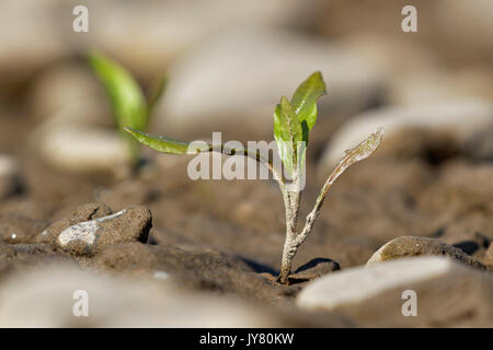 Il peperone (hydropiper di Persicaria) che sapola nel fiume di Drava Foto Stock