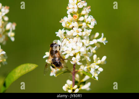 Ligustrum vulgare (wild ligustro) dal fiume Drava Foto Stock