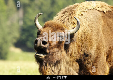 Ritratto di muggito il bisonte europeo ( Bison bonasus ) Foto Stock