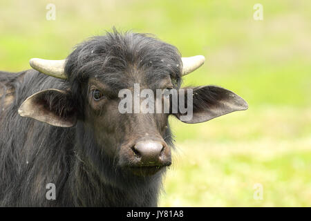 Acqua nera buffalo ritratto su verde al di fuori della messa a fuoco lo sfondo Foto Stock