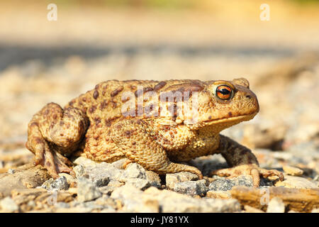 Comune Europea il rospo marrone sul terreno ( Bufo ); questo è uno dei tossici rospi europea Foto Stock