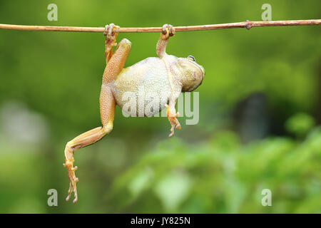 Ranocchio verde salendo sul ramoscello ( Hyla arborea ) Foto Stock