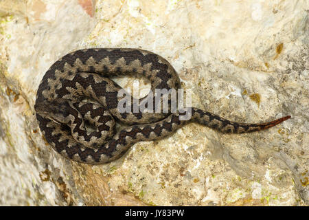 Tossico di serpenti europei su pietra ( Vipera ammodytes o il naso cornuto Viper, il più pericoloso del rettile dall Europa ) Foto Stock