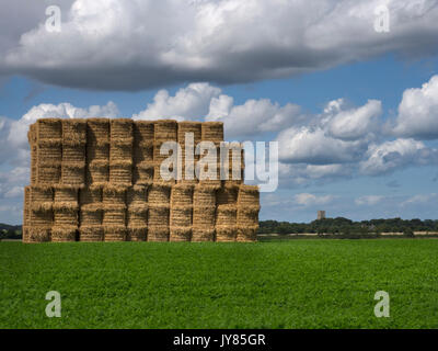 La carota colture a Southrepps Norfolk Agosto Foto Stock