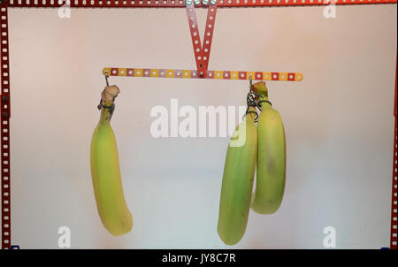 Equilibrio dimostra il principio della leva - con banane! Ciò da un lato la metà lunghezza del braccio con doppio carico. Foto Stock