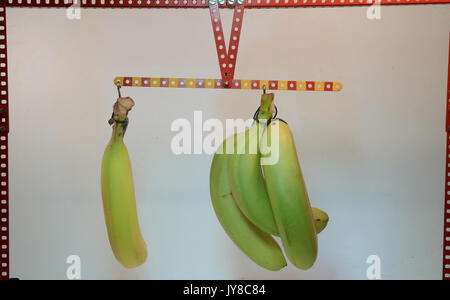 Equilibrio dimostra il principio della leva - con banane! Questo è da un lato un terzo braccio, con triplo carico. Foto Stock