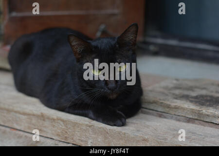 Gatto nero e giallo occhi sonno su legno Foto Stock