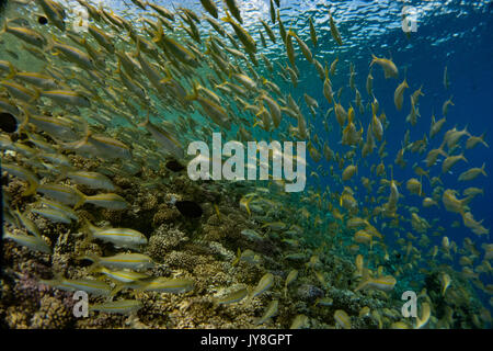 Scuola di goatfish mentre lo snorkeling in Sud Fakarava pass, Tuamotus, Polinesia Francese Foto Stock