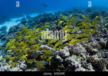 Scuola di snapper nel passaggio a sud di Fakarava Atoll, Polinesia Francese Foto Stock