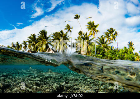 Punta nera squali di barriera in un over sotto l'immagine a sud di Fakarava Pass, Tuamotus, Polinesia Francese Foto Stock