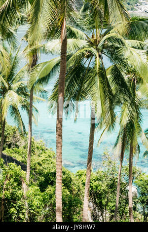 Koh Tao, Tailandia - 20 Marzo 2017. Alberi di palma. Foto Stock