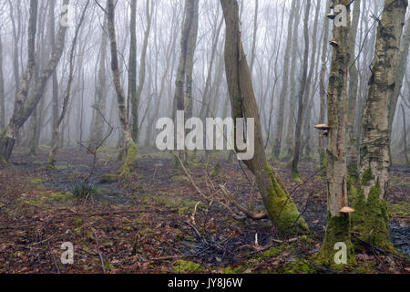 Questo apparentemente senza nome di legno di betulla è vicino a Tal-y-CAE (Tregarth) ai piedi delle colline di Snowdonia. Il sottobosco è principalmente bog i muschi come Sphagnum. Foto Stock