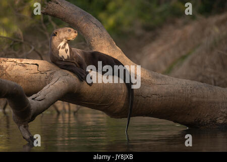 Lontra gigante in appoggio su un albero morto Foto Stock