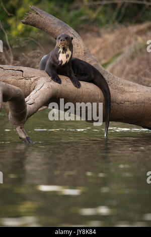 Lontra gigante in appoggio su un albero morto Foto Stock