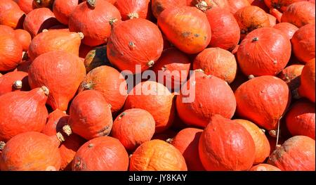 La zucca con colori differenti, la Cucurbita, microonde-zucche, il rosso e il verde hokkaido squash, halloween pumkins, Foto Stock
